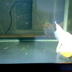 水泡眼の回復力。の画像