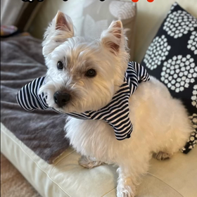 お洋服が…の画像