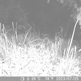 すぎぴたんの事件簿シーズン3　334話（密着・無銭飲食24時！　宴は続く）の画像