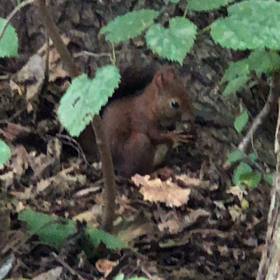 北海道神宮のお楽しみの画像