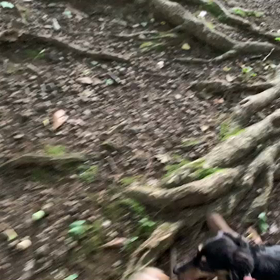 8月6日13わんこと1時間遠足  代々木公園の画像