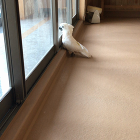 タイハクオウムの画像