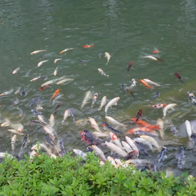 こい・・・の画像