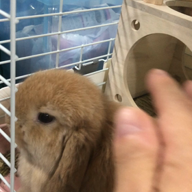 ふれあいの画像