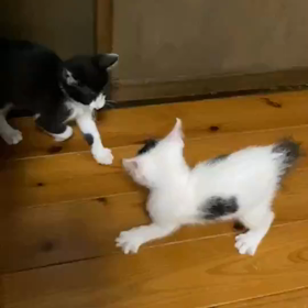 ルイハナのベビー期。の画像