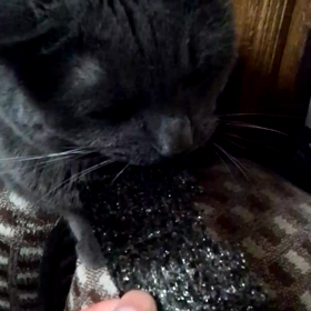 焼き海苔食べる猫の画像