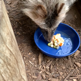 エゾタヌキ飼育日誌（R1.8.21）の画像