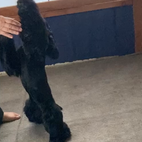 ニコちゃん　ワクチンの画像