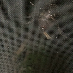 羽の音めっちゃうるさいの画像