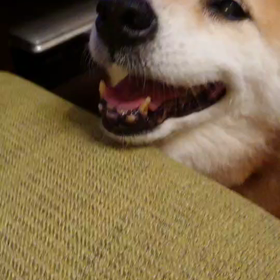 なでなで桃ちゃんの画像