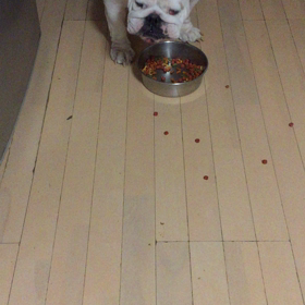 朝から元気！ フゥガフゥガ、ごっくん？の画像