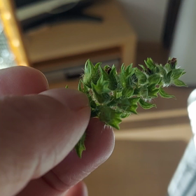 エゴマを 朝のお野菜に追加だよの画像