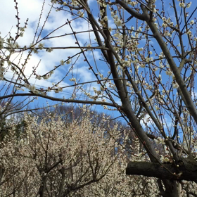 梅の花と小鳥のさえずりと夢の画像