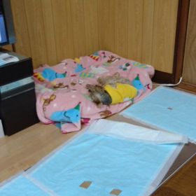 老犬とは思えない身の軽さの画像