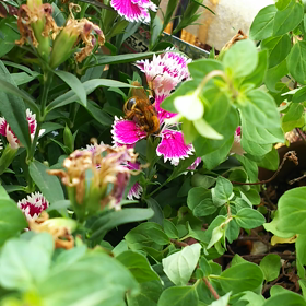 上手く動画載るかな？の画像