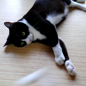 ニャンコ先生の画像