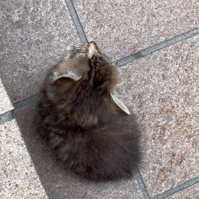 表参道に捨て猫の画像