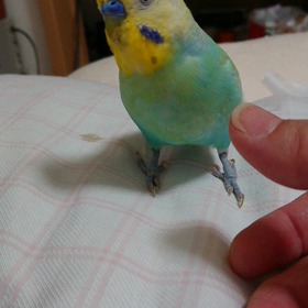 ちょとだけ、おしゃべりの画像