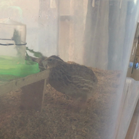 食べてた！の画像