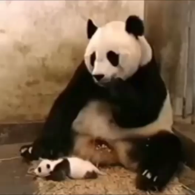 人間みたいな反応が可愛くて面白いの画像