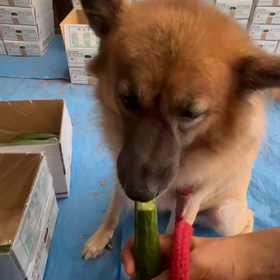 一本きゅうりの画像