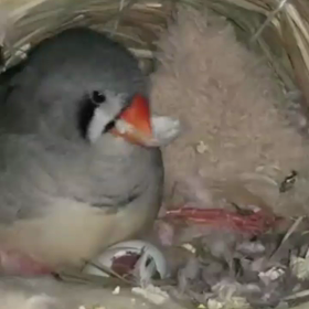 誕生の瞬間…。の画像