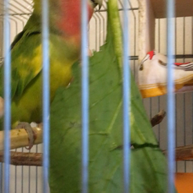 ★メリークリスマス！の画像