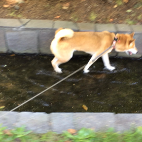 チャプチャプ散歩の画像