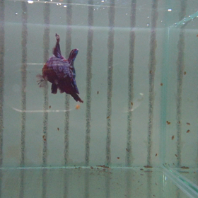 ベタvsオオミジンコの画像