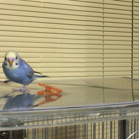 インコ動画。の画像