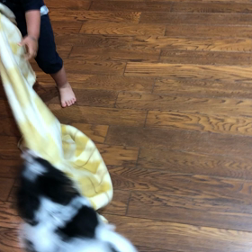 次男vsパピヨンの画像