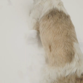 【ワンコ】雪の中駆け回らないのんの画像