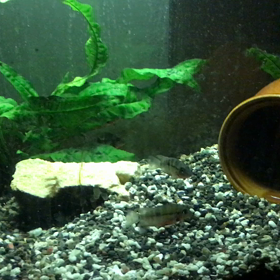 ブルータイガーパロット水槽の画像