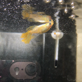 バタフライの画像