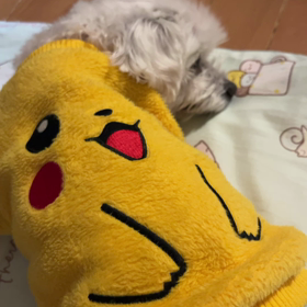 チー太の体調(入院)の画像