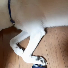 今日のシロくんの画像