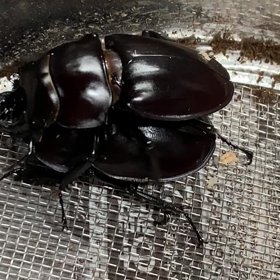 リベンジ！ ヤエヤママルバネ 石垣島産 | kuwa-ebblog くわえぶろぐ