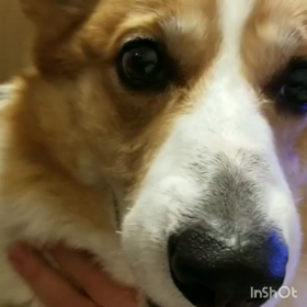 ダイエッターたろうグレたろうの画像