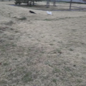 今日のはなちゃん273、モモちゃん229の画像