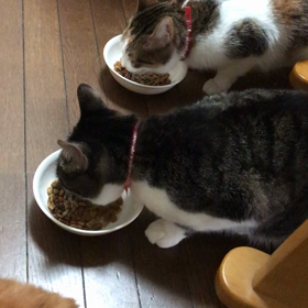 小夏さんも元気に仲間入りの画像