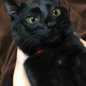 悪意なき……その後の画像