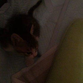 【動画】かいてるつもり(￣∀￣)の画像