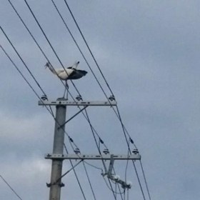 恋のバトルの画像