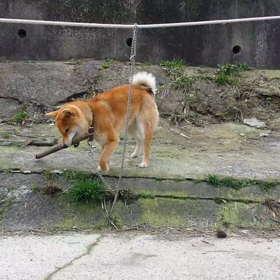 柴犬はなちゃん、棒を噛まえるの画像