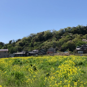 菜の花と！の画像