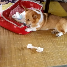 今朝のアンの画像