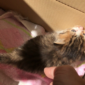 子猫ちゃん緊急受け入れの画像