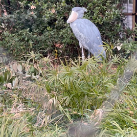 ハシビロコウの画像