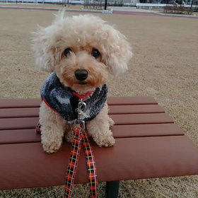 久し振りのお散歩～の画像