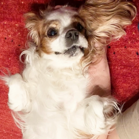 ただただ可愛い♡の画像